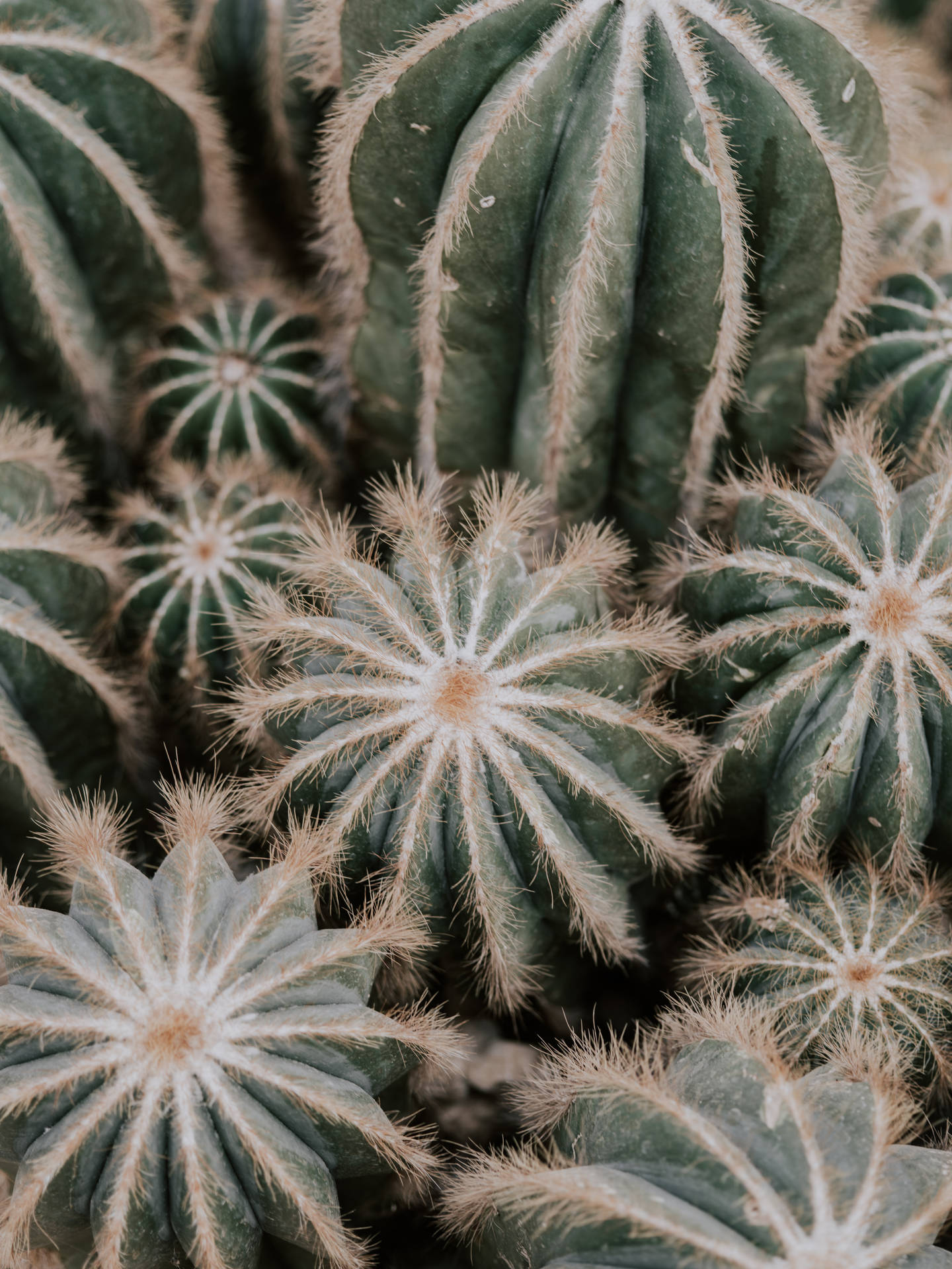 6192X8256 Cactus Wallpaper and Background