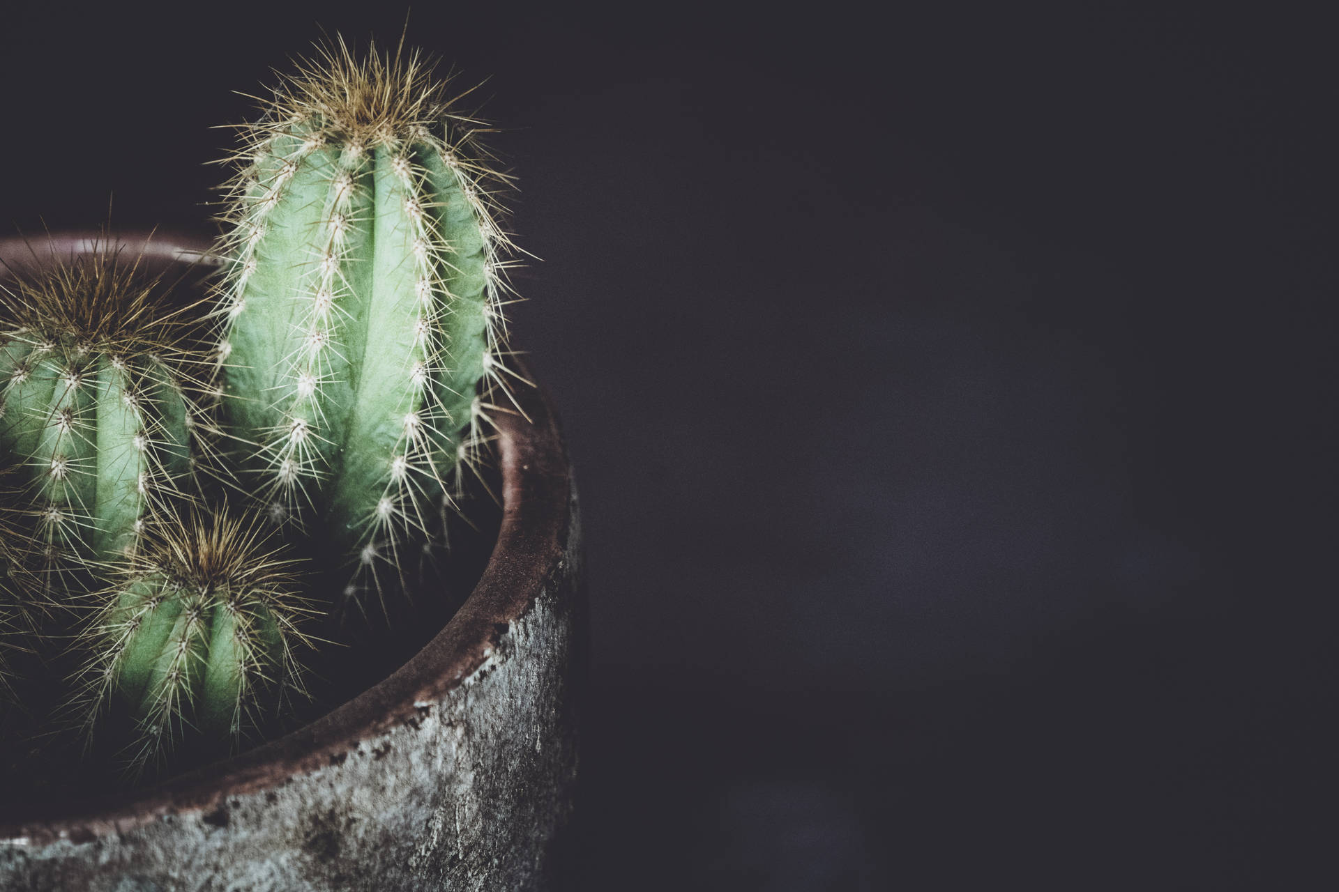 7783X5191 Cactus Wallpaper and Background