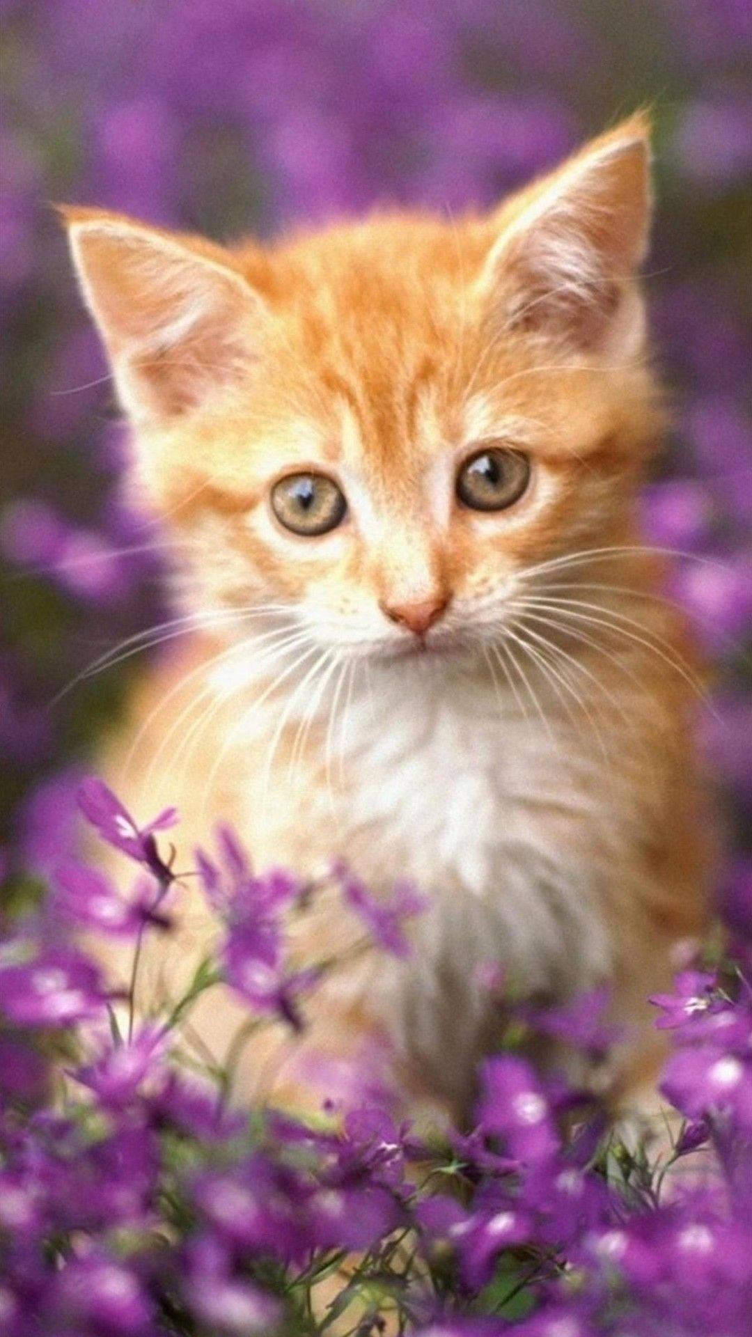 1080X1920 Cat Wallpaper and Background