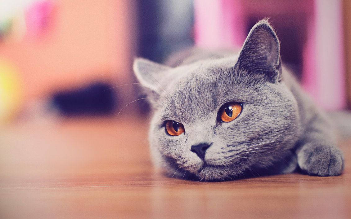 1131X707 Cat Wallpaper and Background