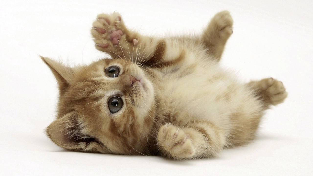 1280X720 Cat Wallpaper and Background
