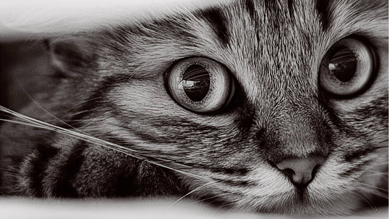 1366X768 Cat Wallpaper and Background