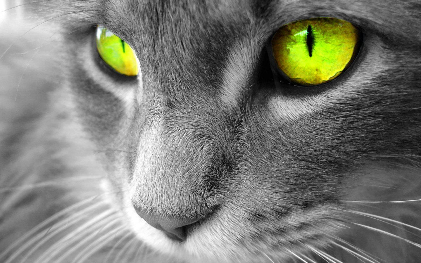 1440X900 Cat Wallpaper and Background