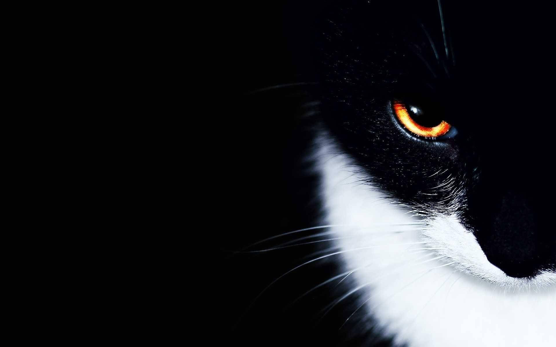 1920X1200 Cat Wallpaper and Background