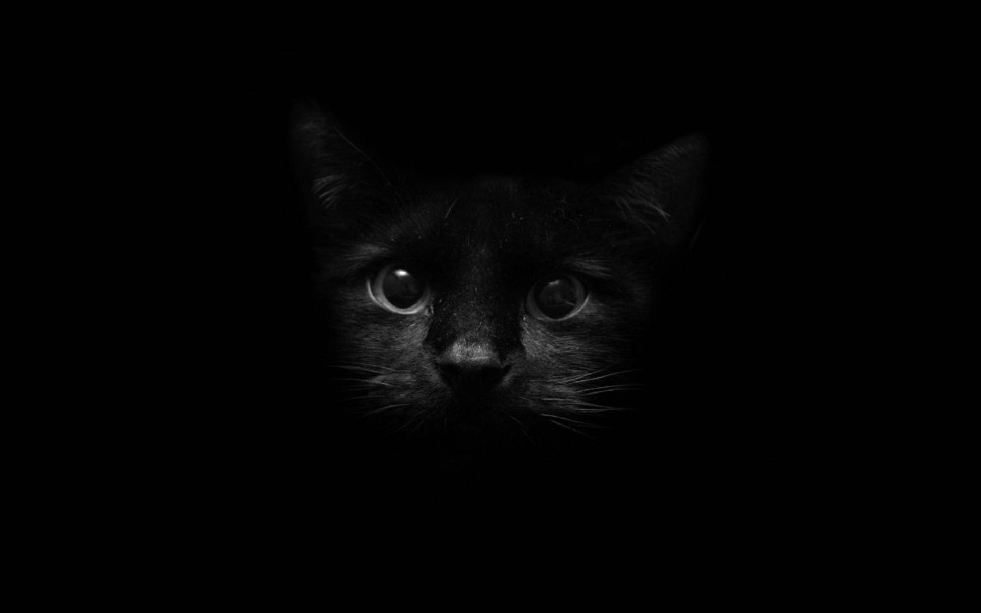 2560X1600 Cat Wallpaper and Background