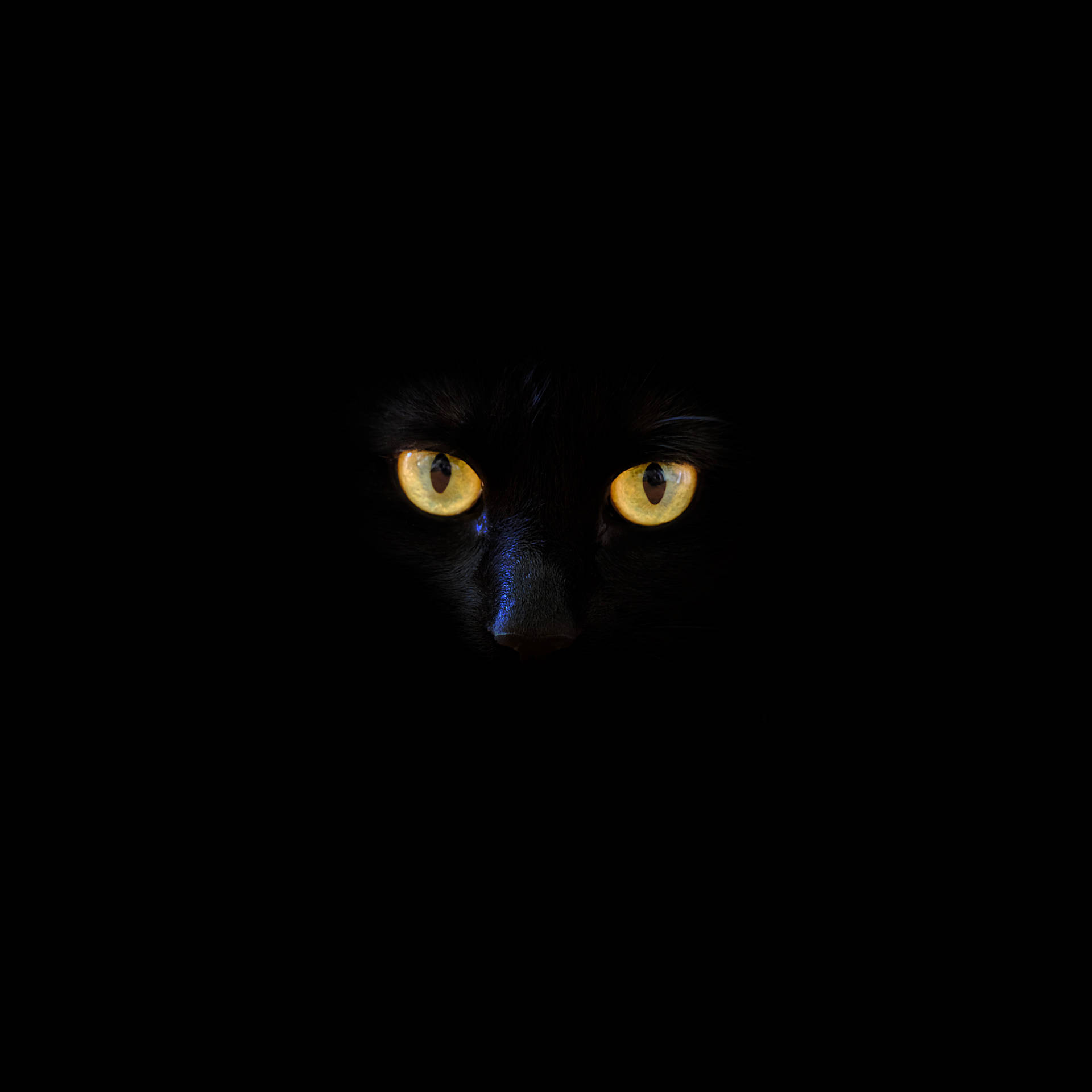 4000X4000 Cat Wallpaper and Background