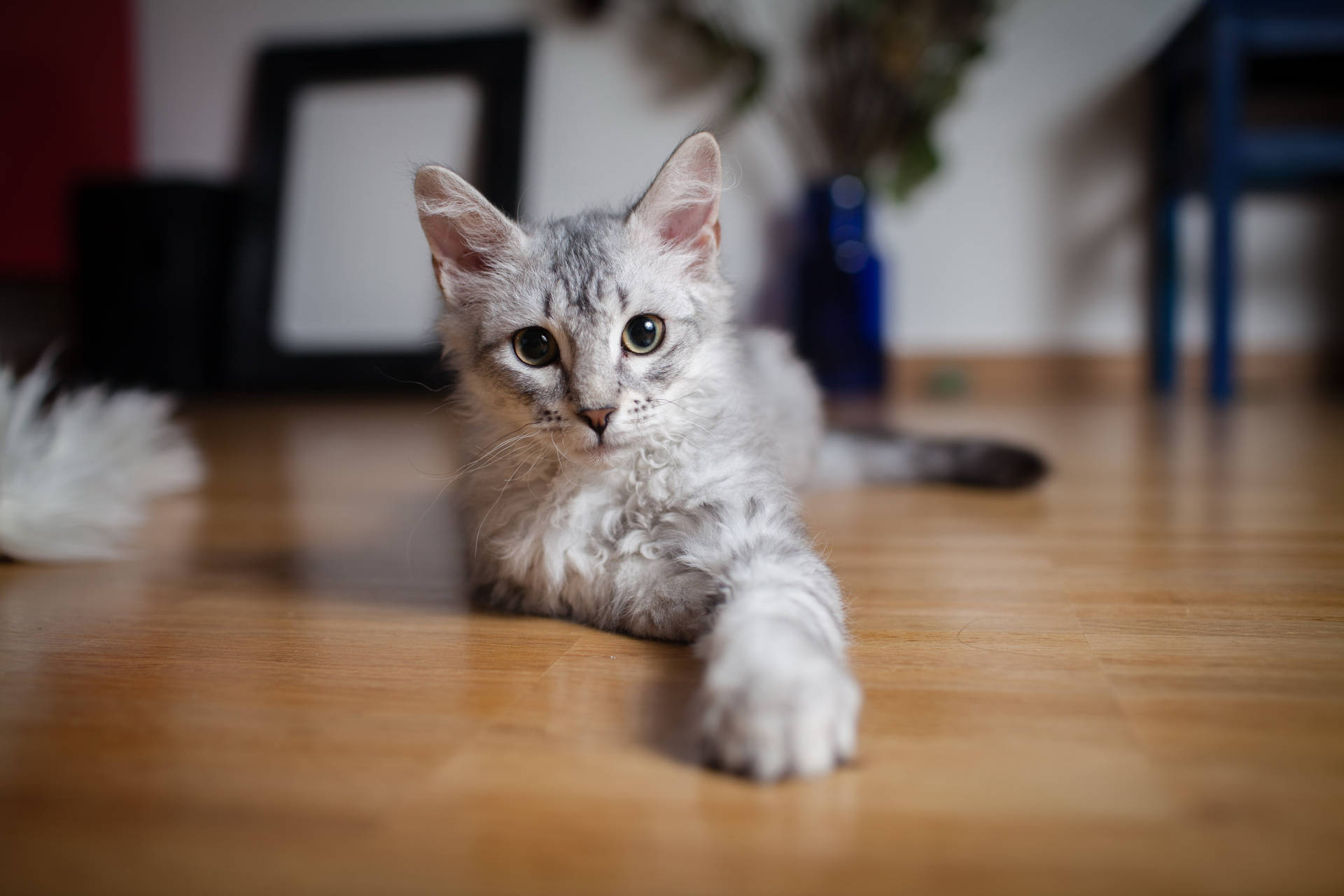 5616X3744 Cat Wallpaper and Background