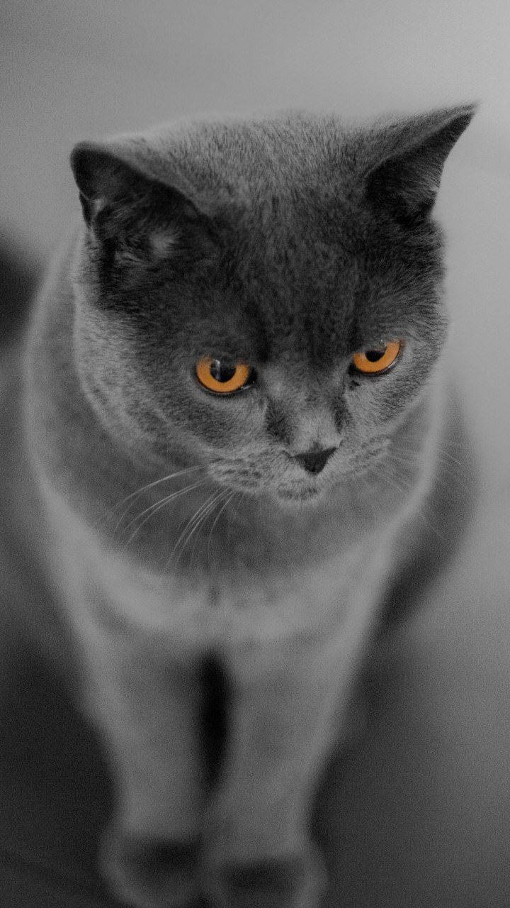 720X1280 Cat Wallpaper and Background