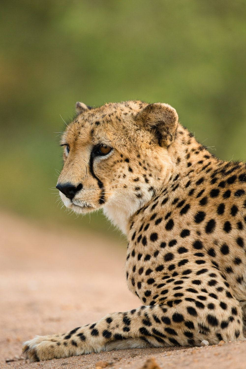 1000X1500 Cheetah Wallpaper and Background