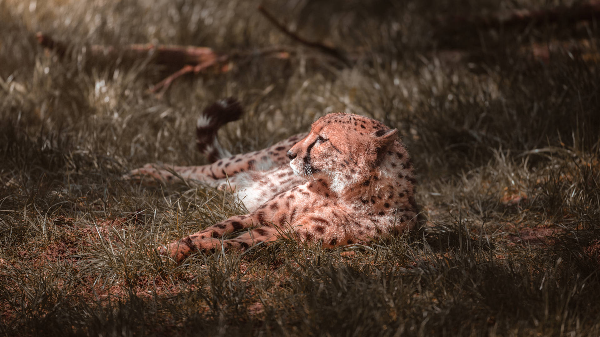 10200X5738 Cheetah Wallpaper and Background