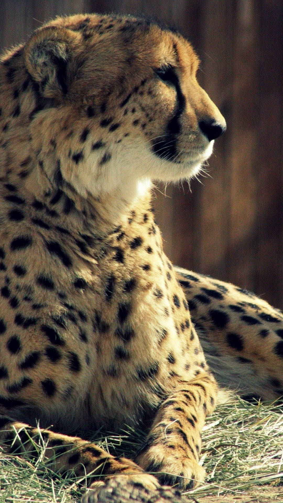 1080X1920 Cheetah Wallpaper and Background