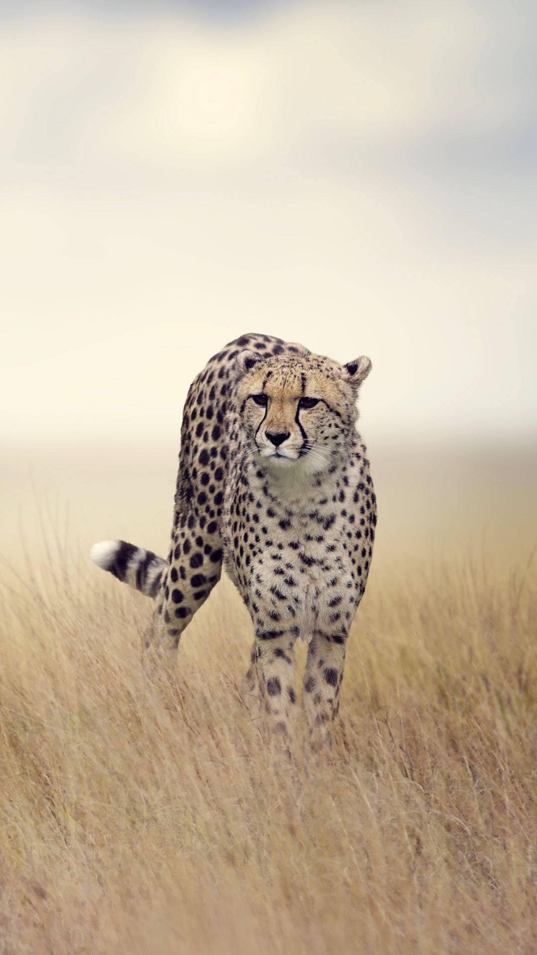 1080X1920 Cheetah Wallpaper and Background