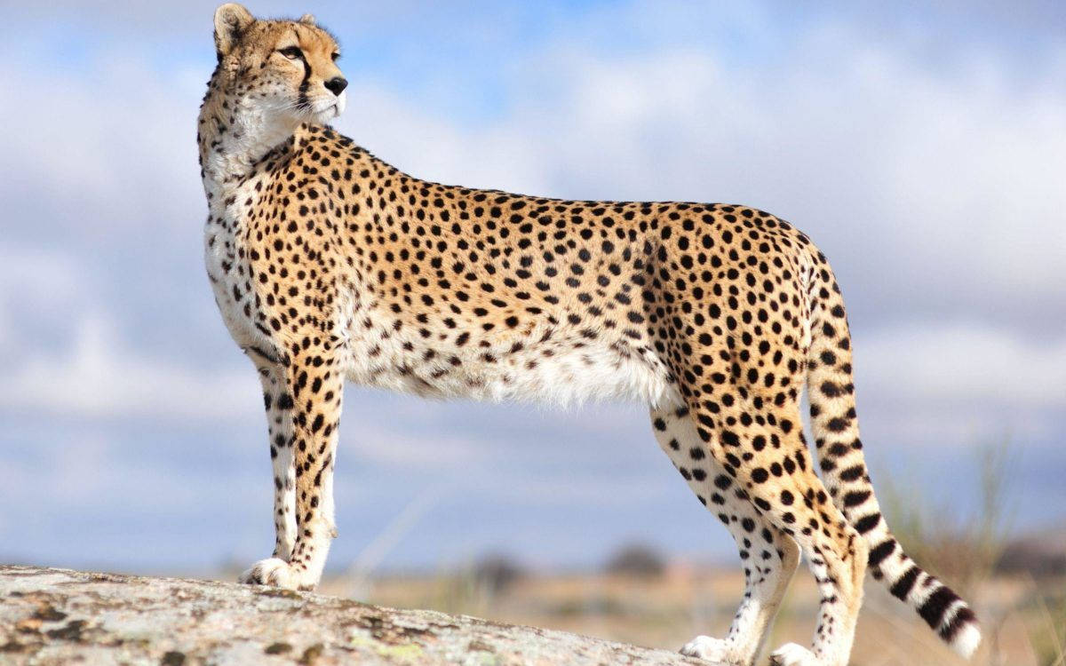 1200X750 Cheetah Wallpaper and Background