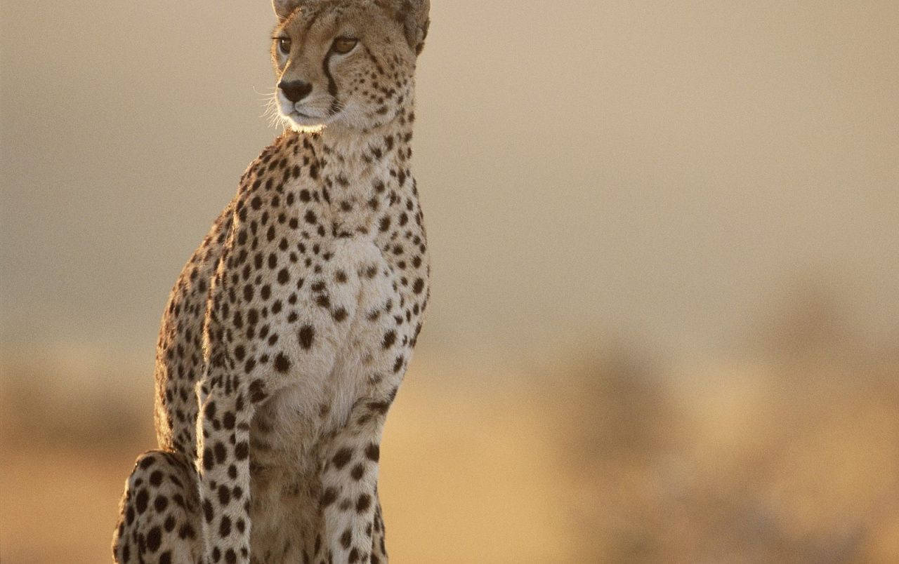 1280X804 Cheetah Wallpaper and Background