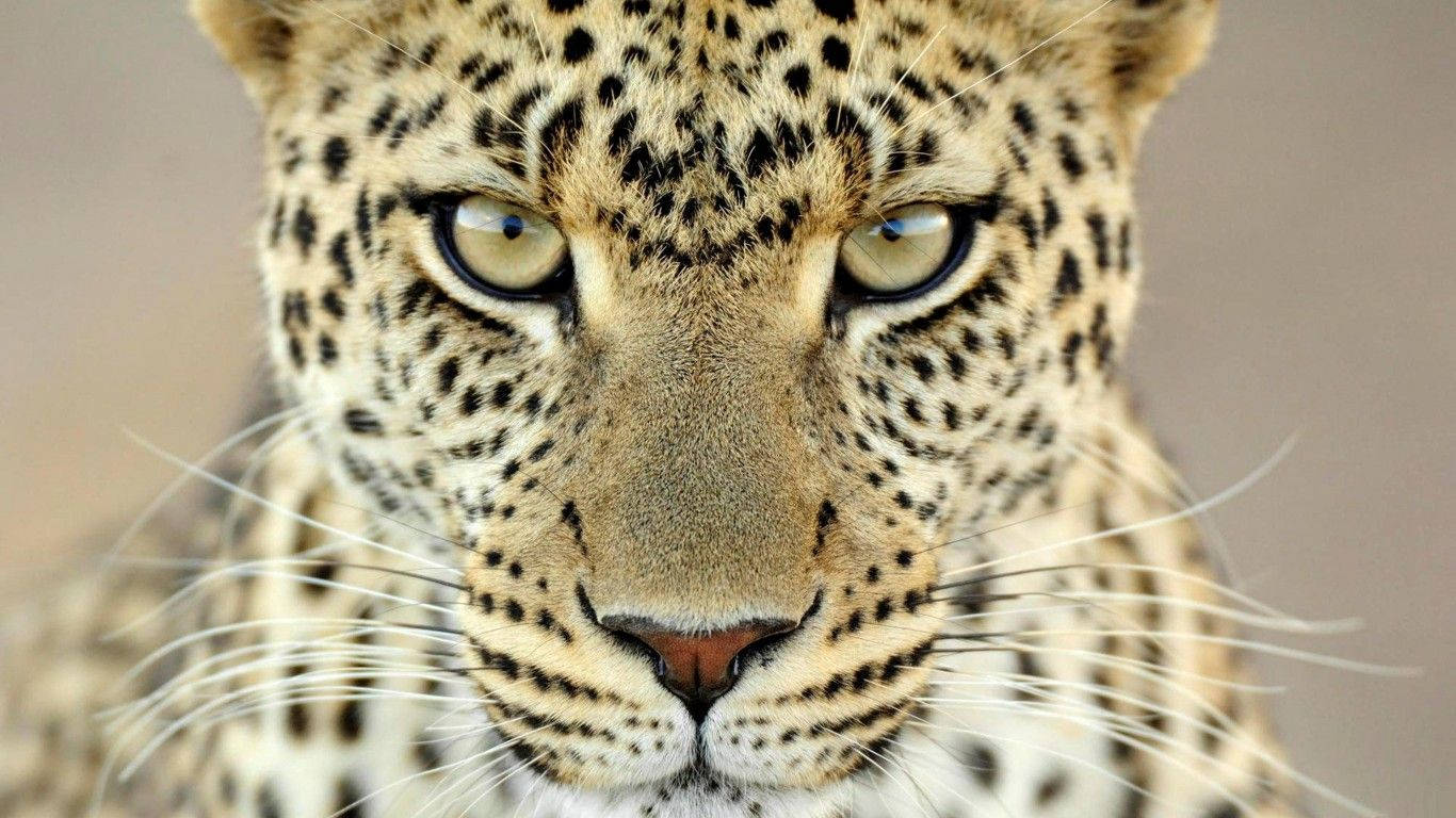 1366X768 Cheetah Wallpaper and Background