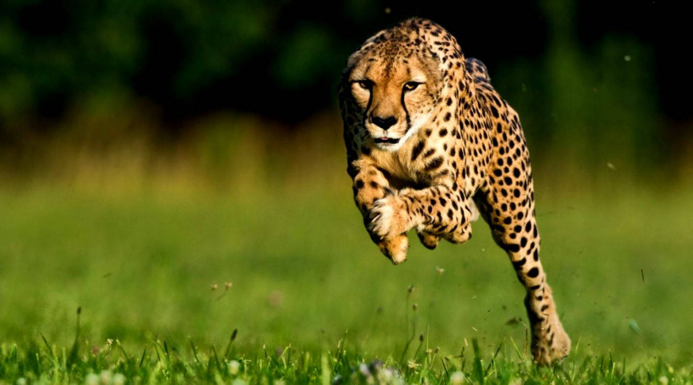 1413X786 Cheetah Wallpaper and Background