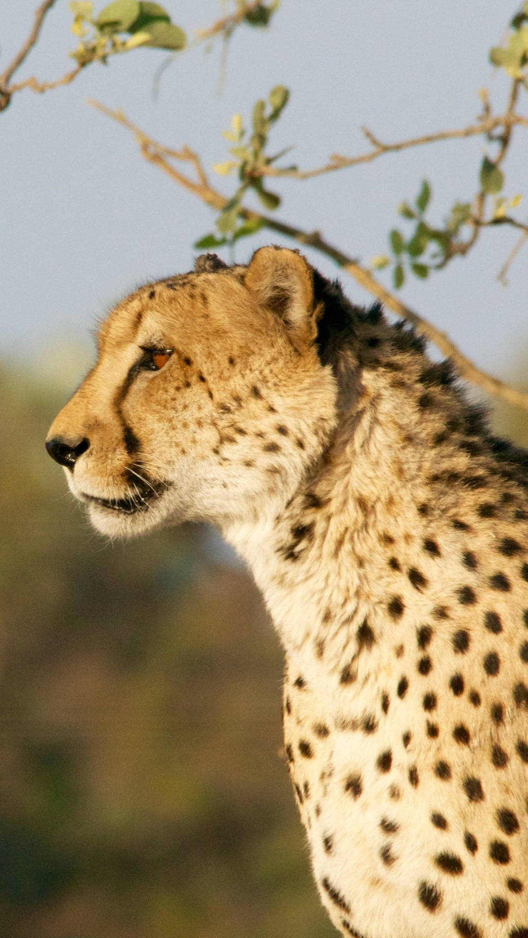 1440X2560 Cheetah Wallpaper and Background