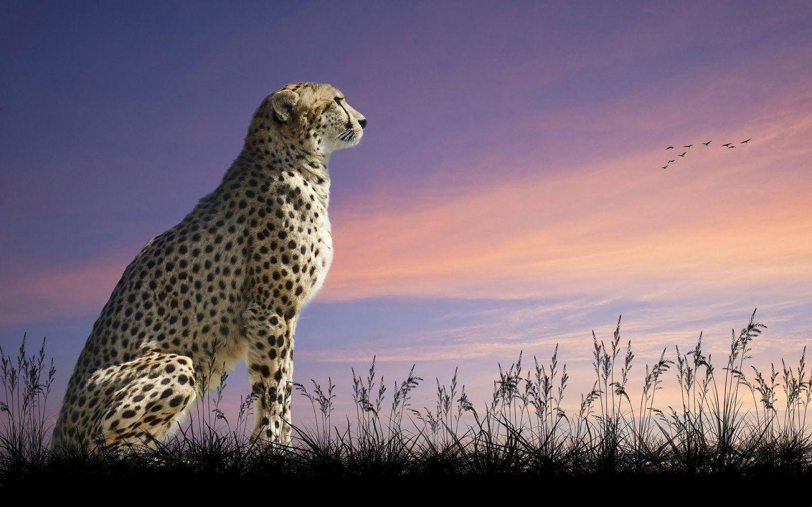 1600X1000 Cheetah Wallpaper and Background