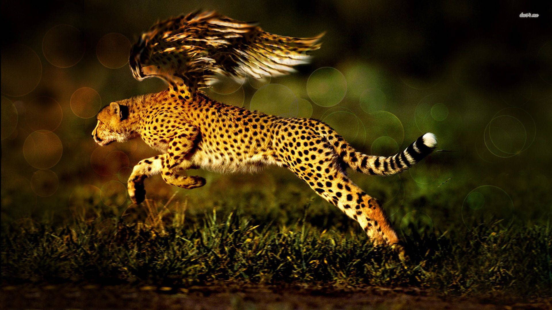 1920X1080 Cheetah Wallpaper and Background