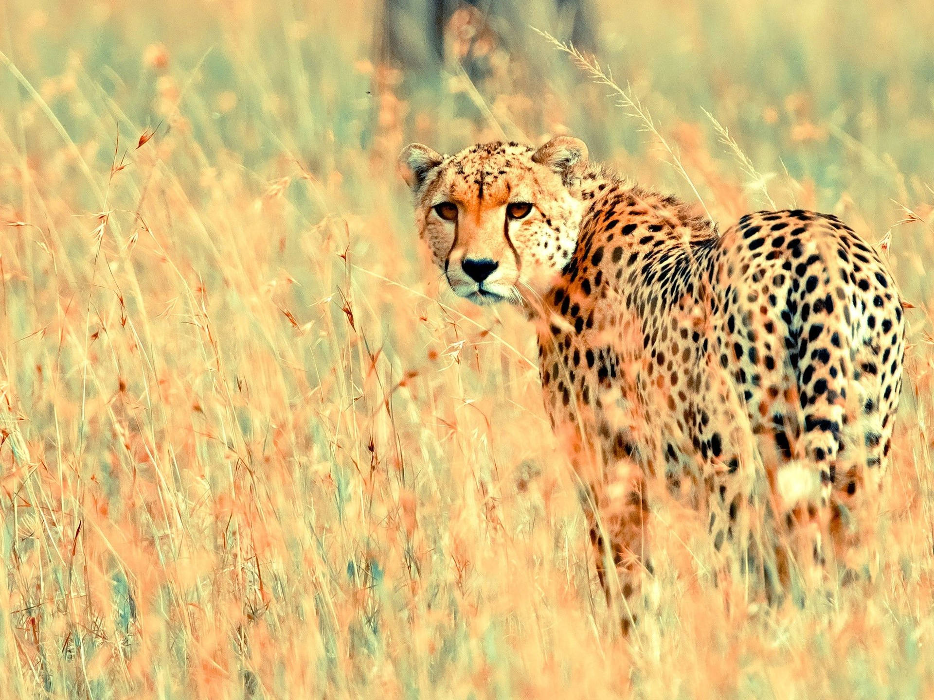 2048X1536 Cheetah Wallpaper and Background