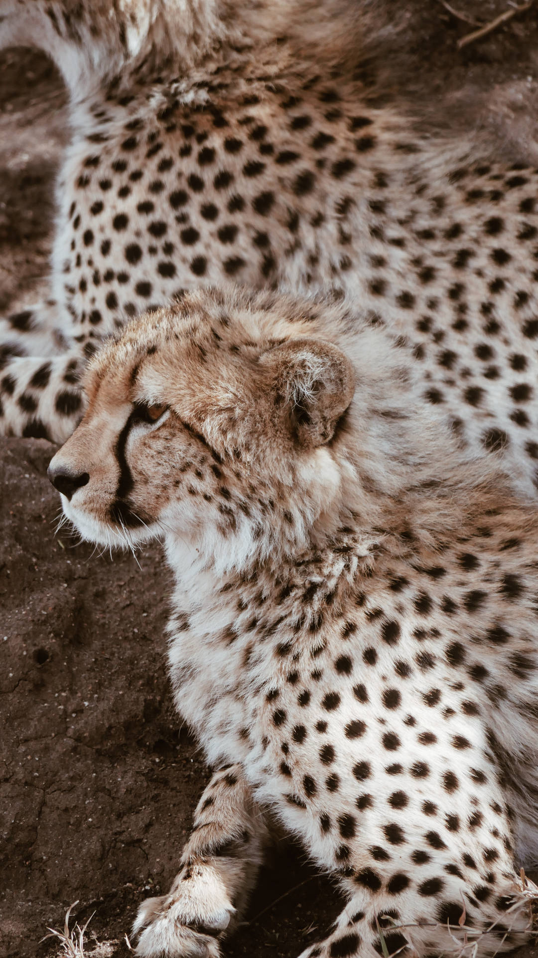 2584X4592 Cheetah Wallpaper and Background