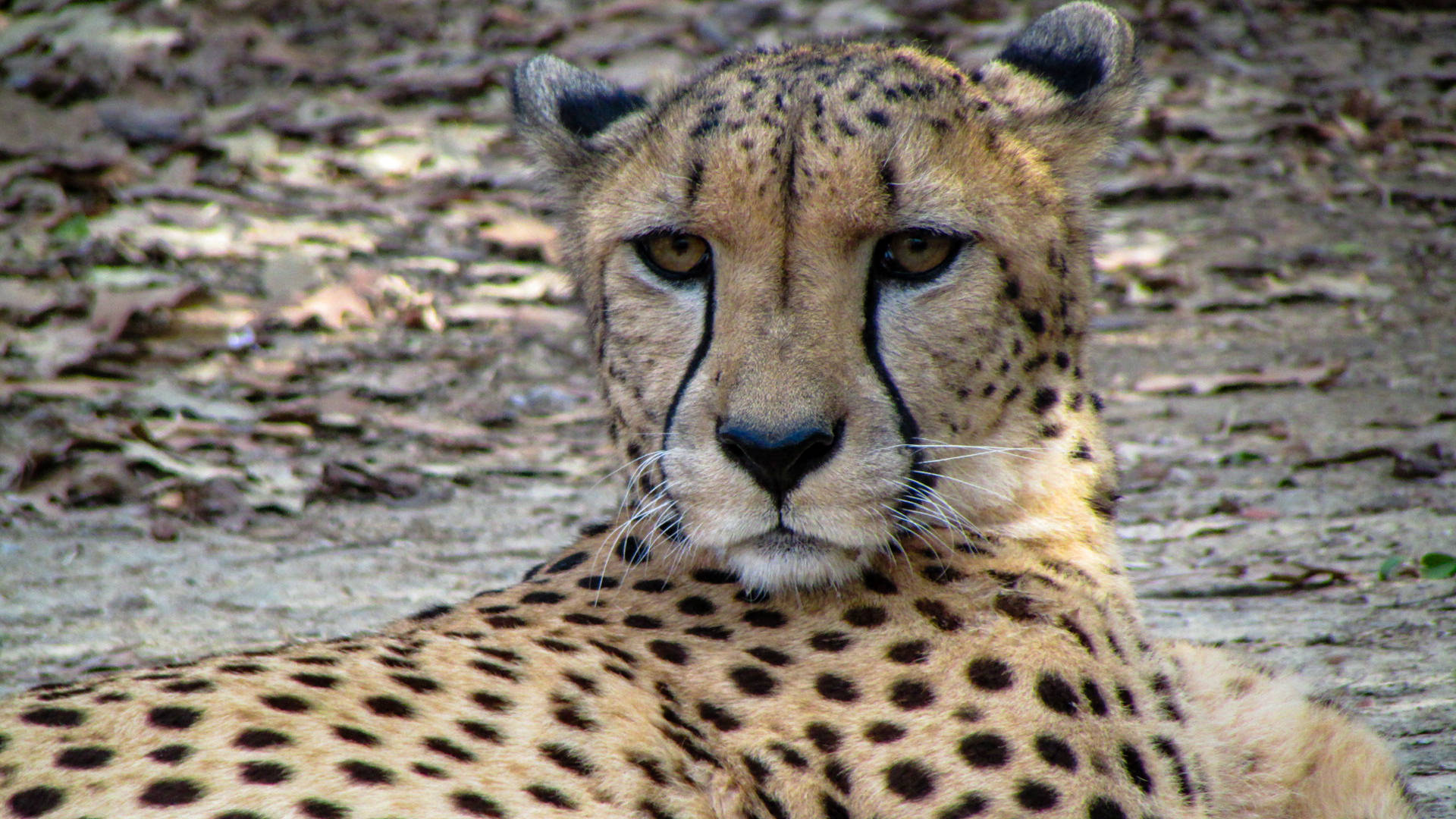 3000X1688 Cheetah Wallpaper and Background