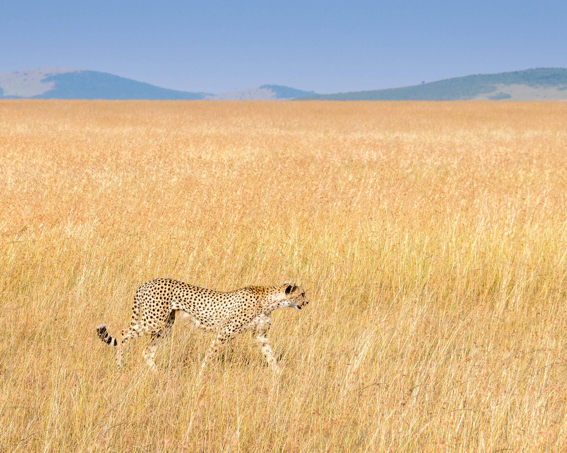 3387X2710 Cheetah Wallpaper and Background