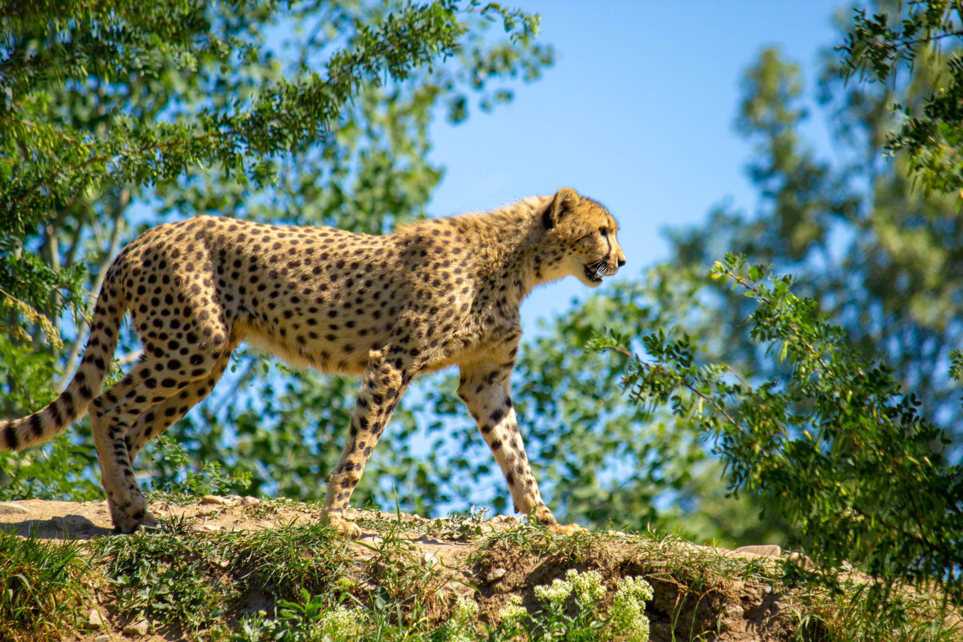 3456X2304 Cheetah Wallpaper and Background