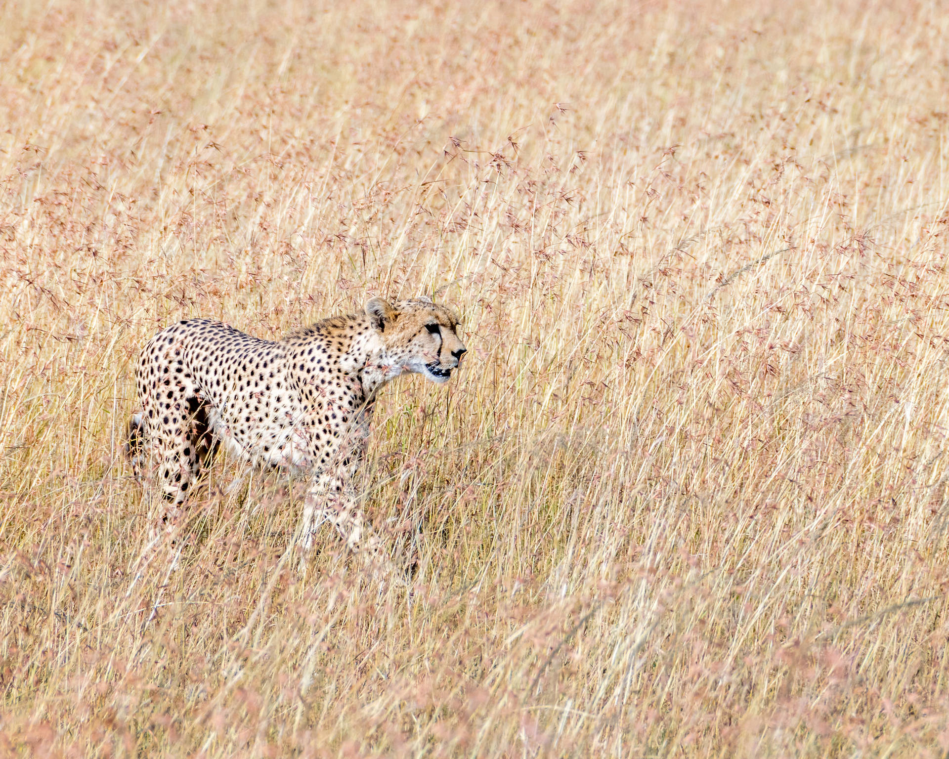 3629X2903 Cheetah Wallpaper and Background