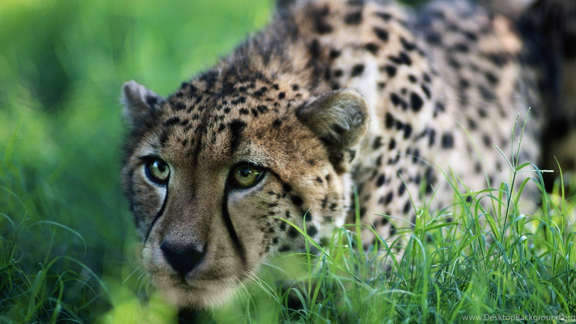 3840X2160 Cheetah Wallpaper and Background