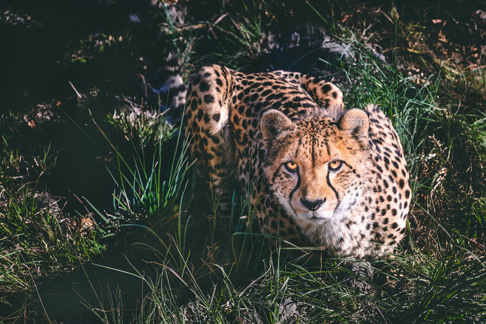 3895X2598 Cheetah Wallpaper and Background