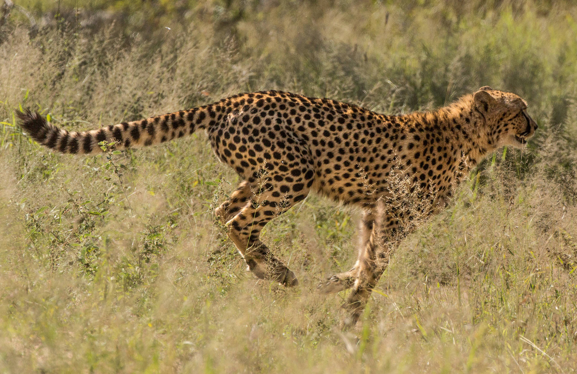 4143X2685 Cheetah Wallpaper and Background