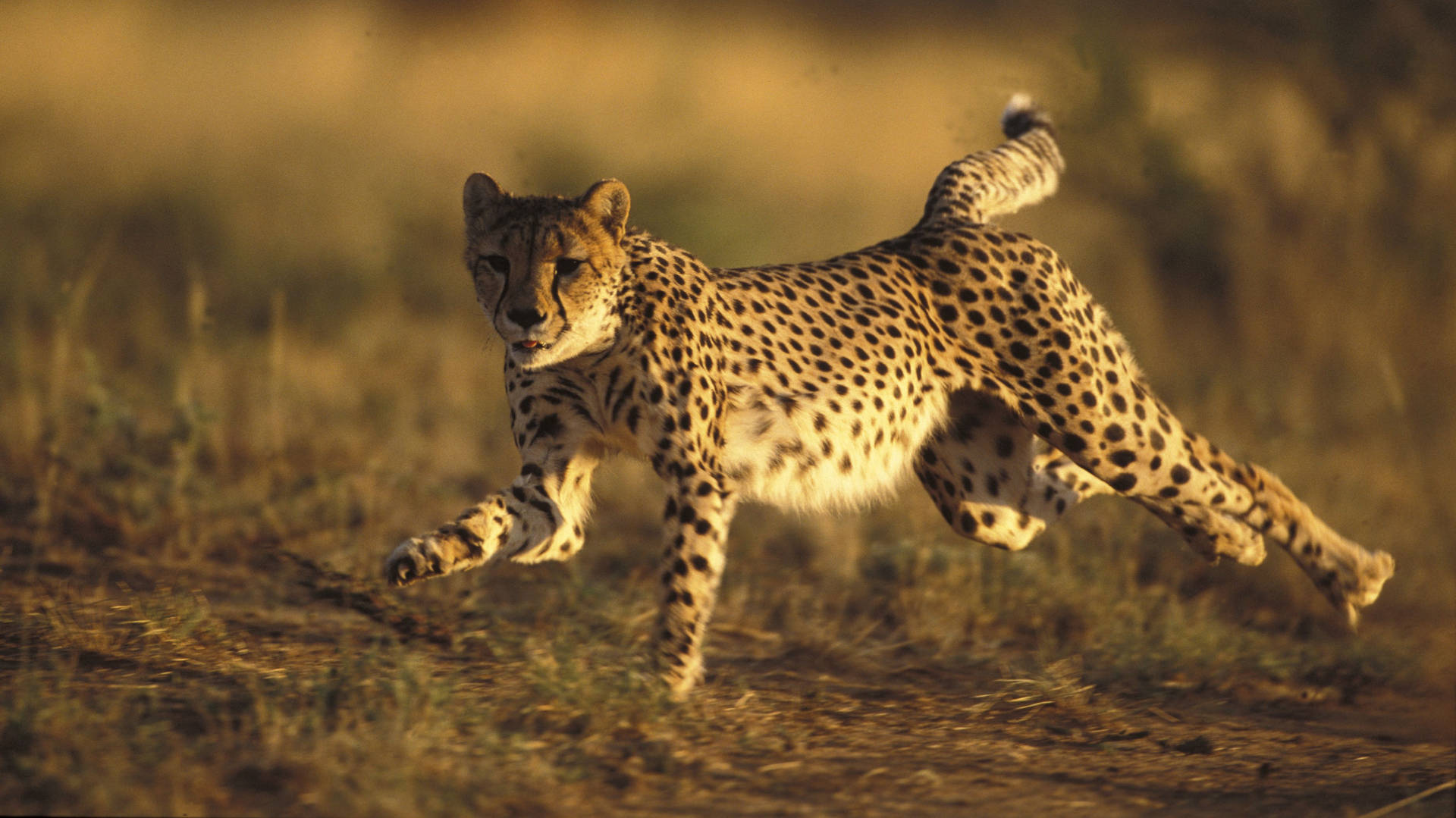 4594X2582 Cheetah Wallpaper and Background