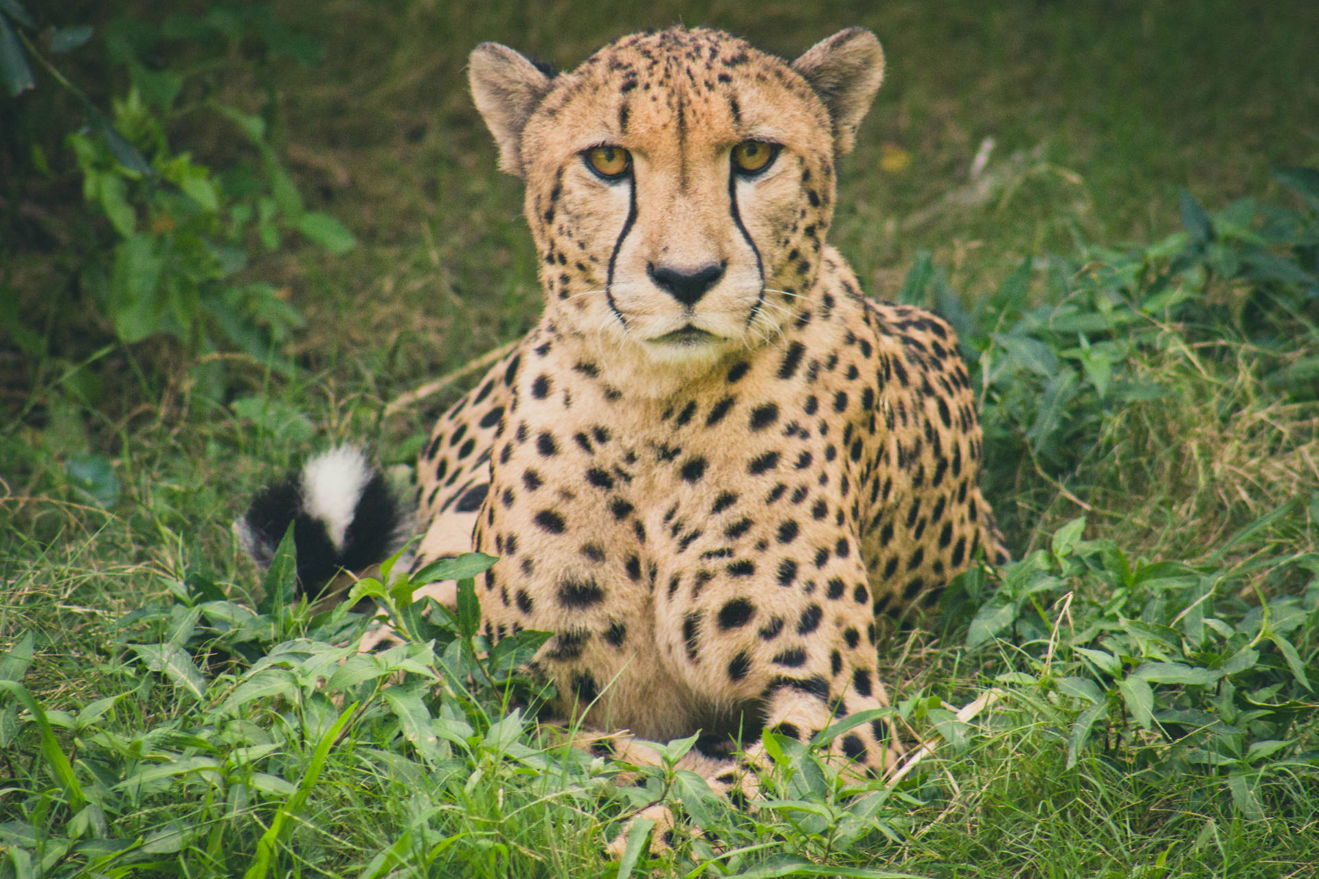 4795X3197 Cheetah Wallpaper and Background