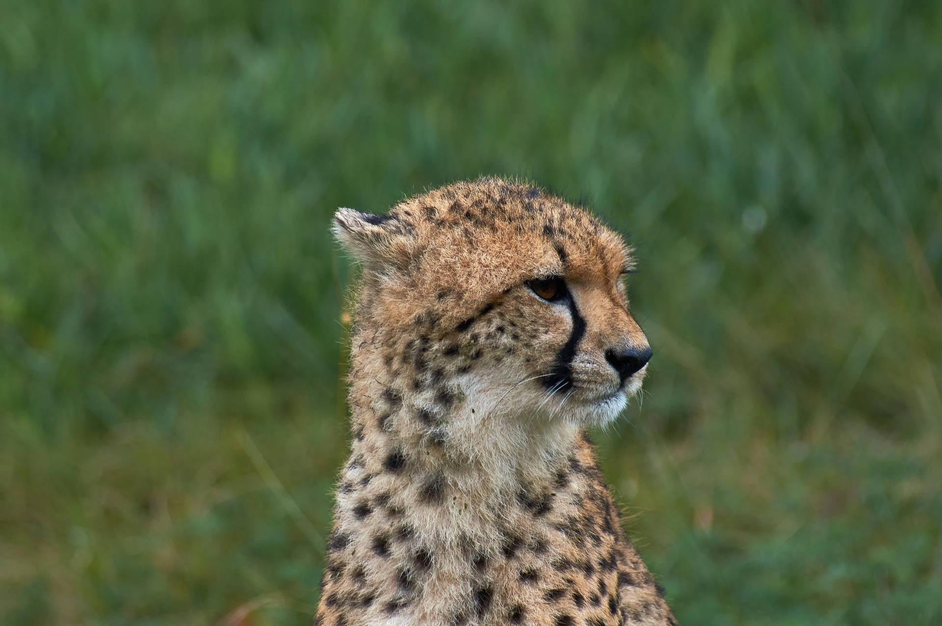 4912X3264 Cheetah Wallpaper and Background
