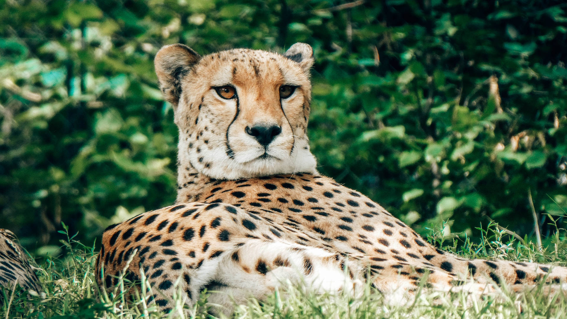 5184X2920 Cheetah Wallpaper and Background