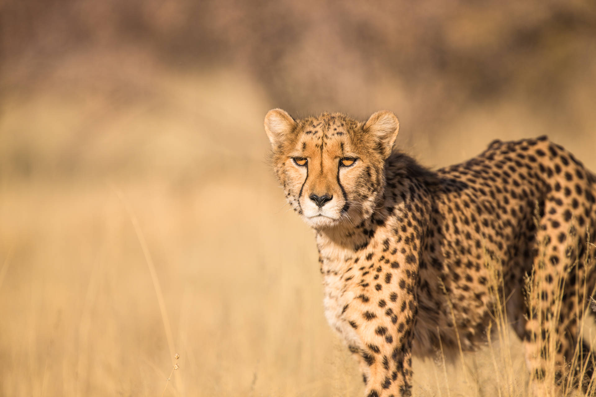 5184X3456 Cheetah Wallpaper and Background