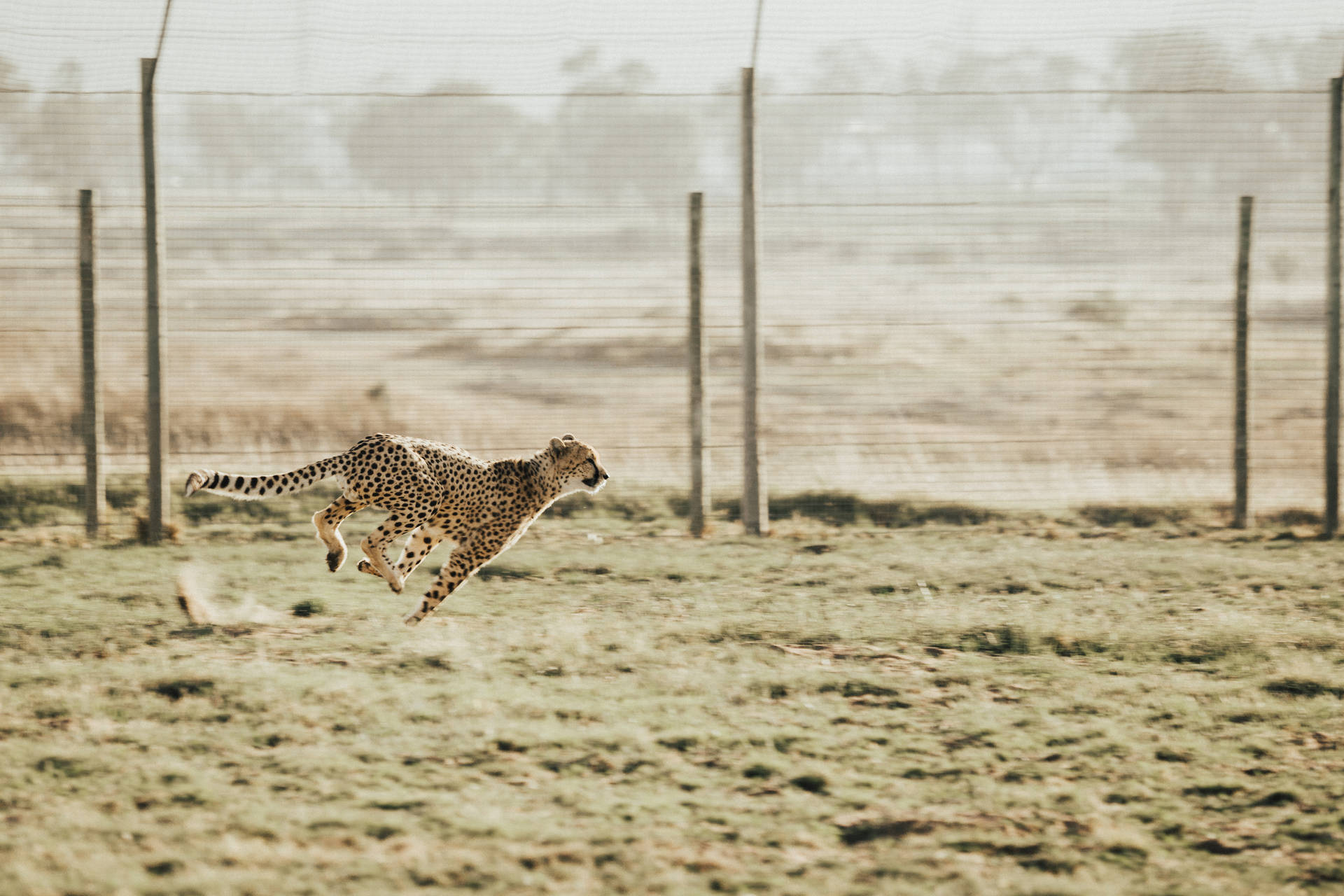 5287X3525 Cheetah Wallpaper and Background