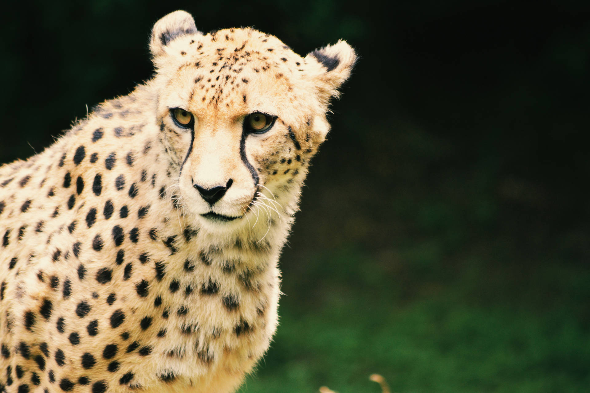 6000X4000 Cheetah Wallpaper and Background