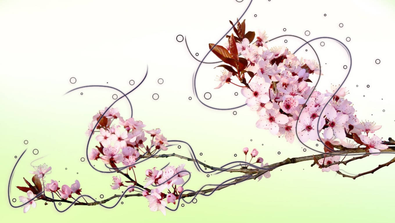 1360X768 Cherry Blossom Wallpaper and Background