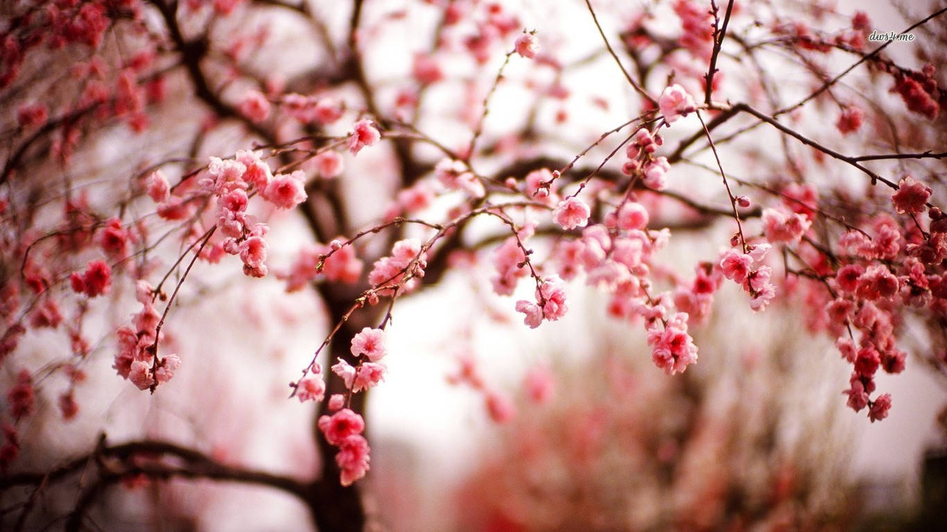 1366X768 Cherry Blossom Wallpaper and Background