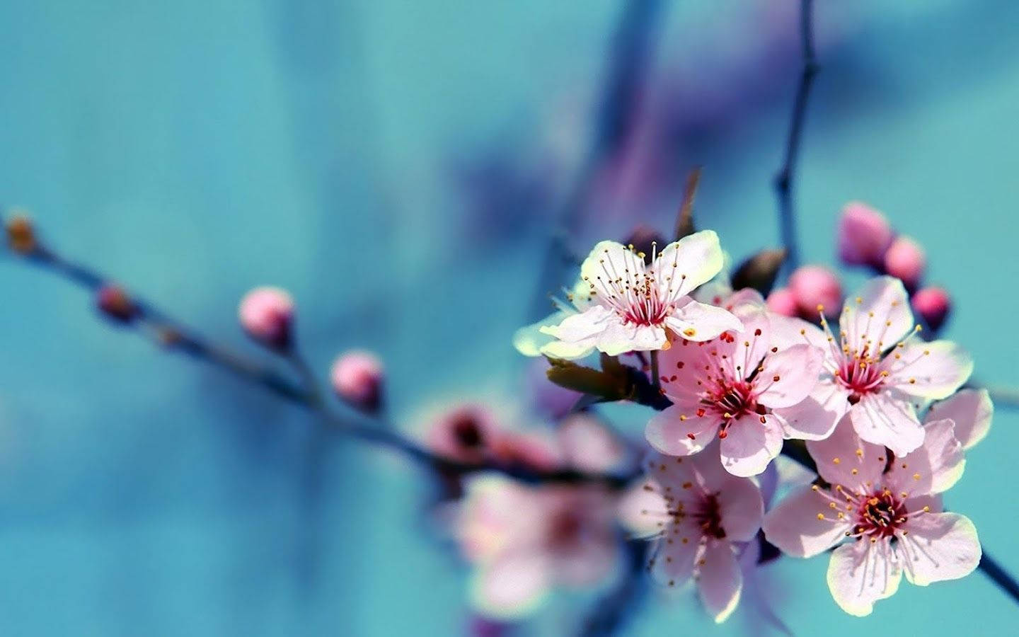 1440X900 Cherry Blossom Wallpaper and Background