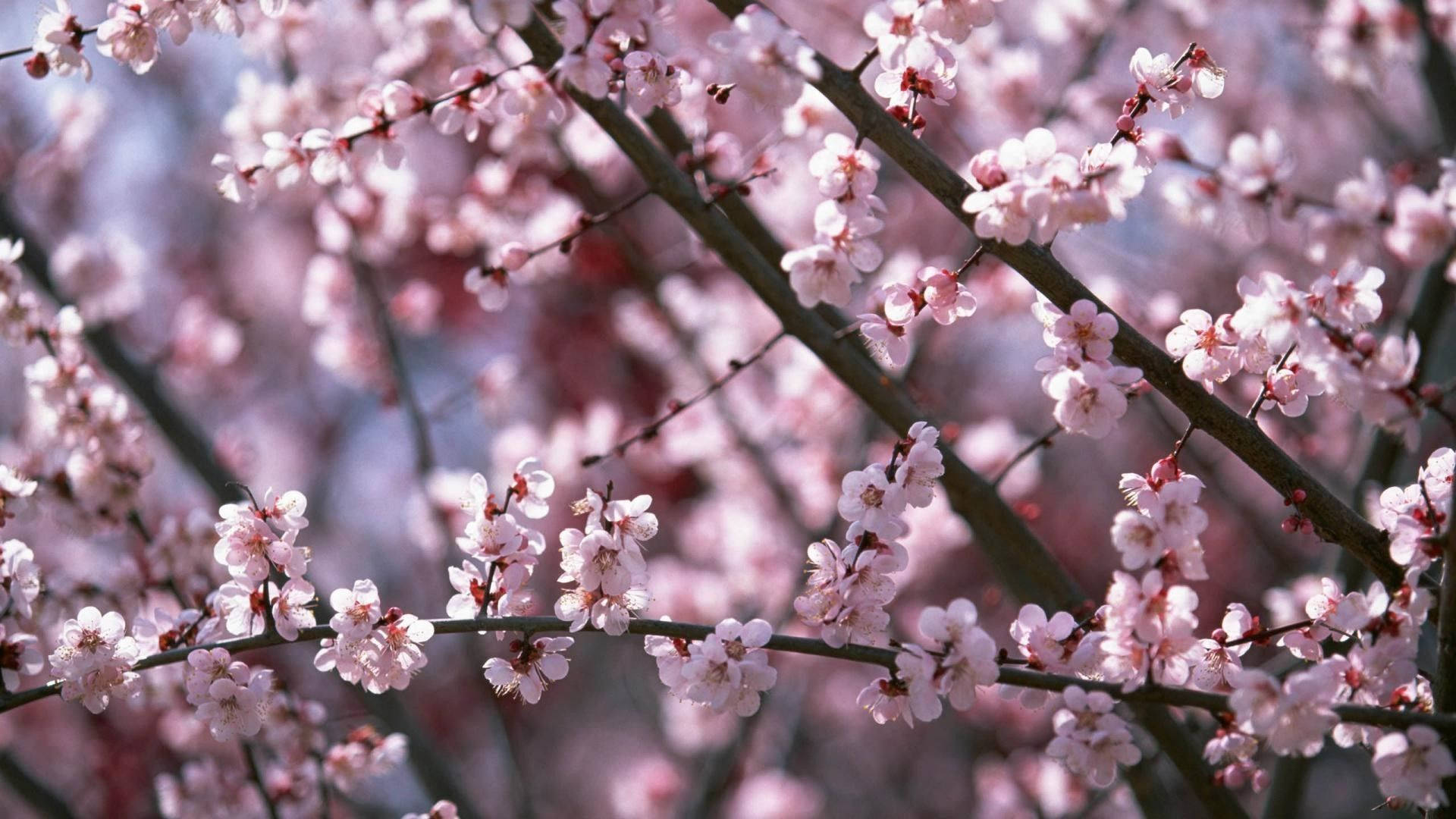 1920X1080 Cherry Blossom Wallpaper and Background