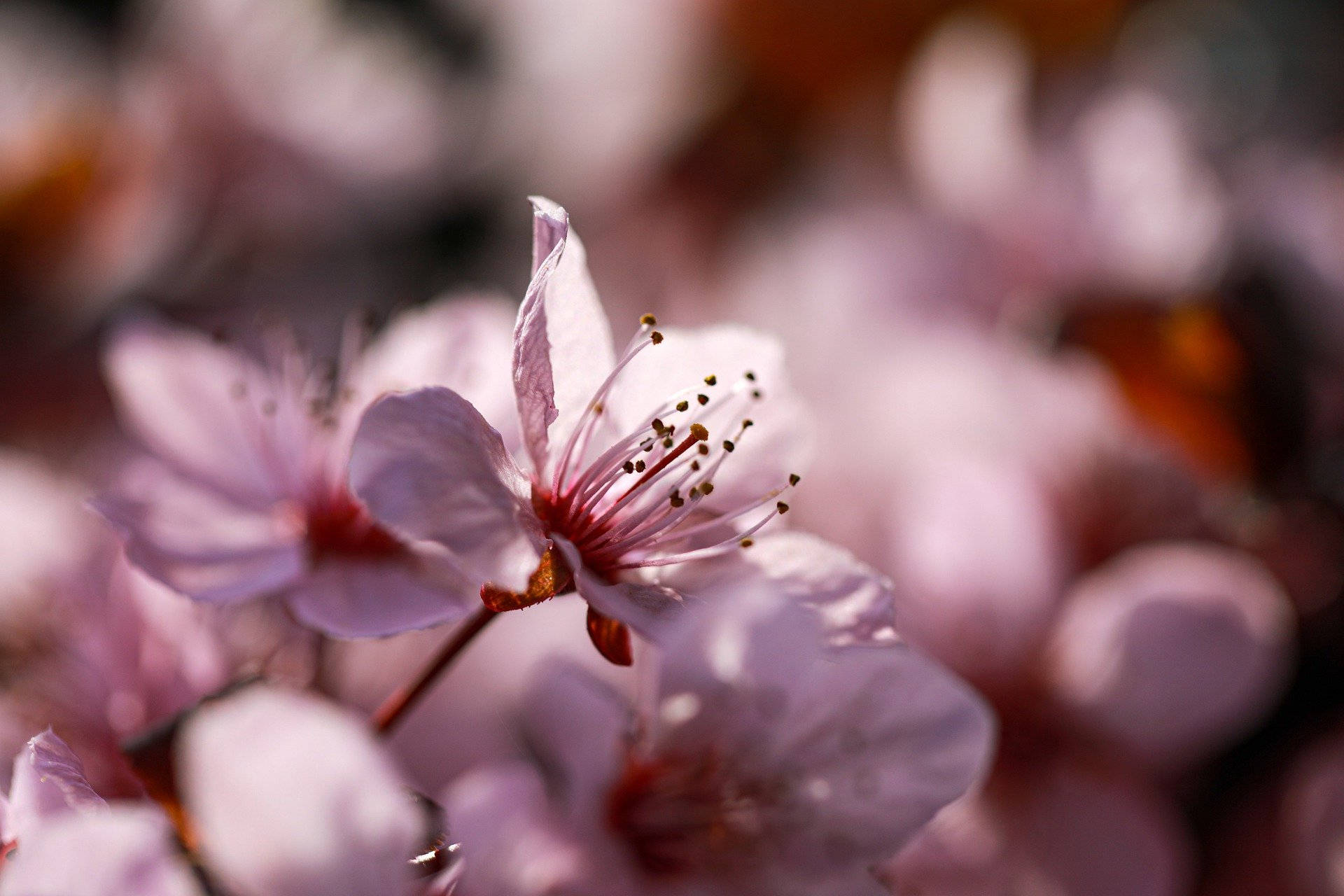 1920X1280 Cherry Blossom Wallpaper and Background
