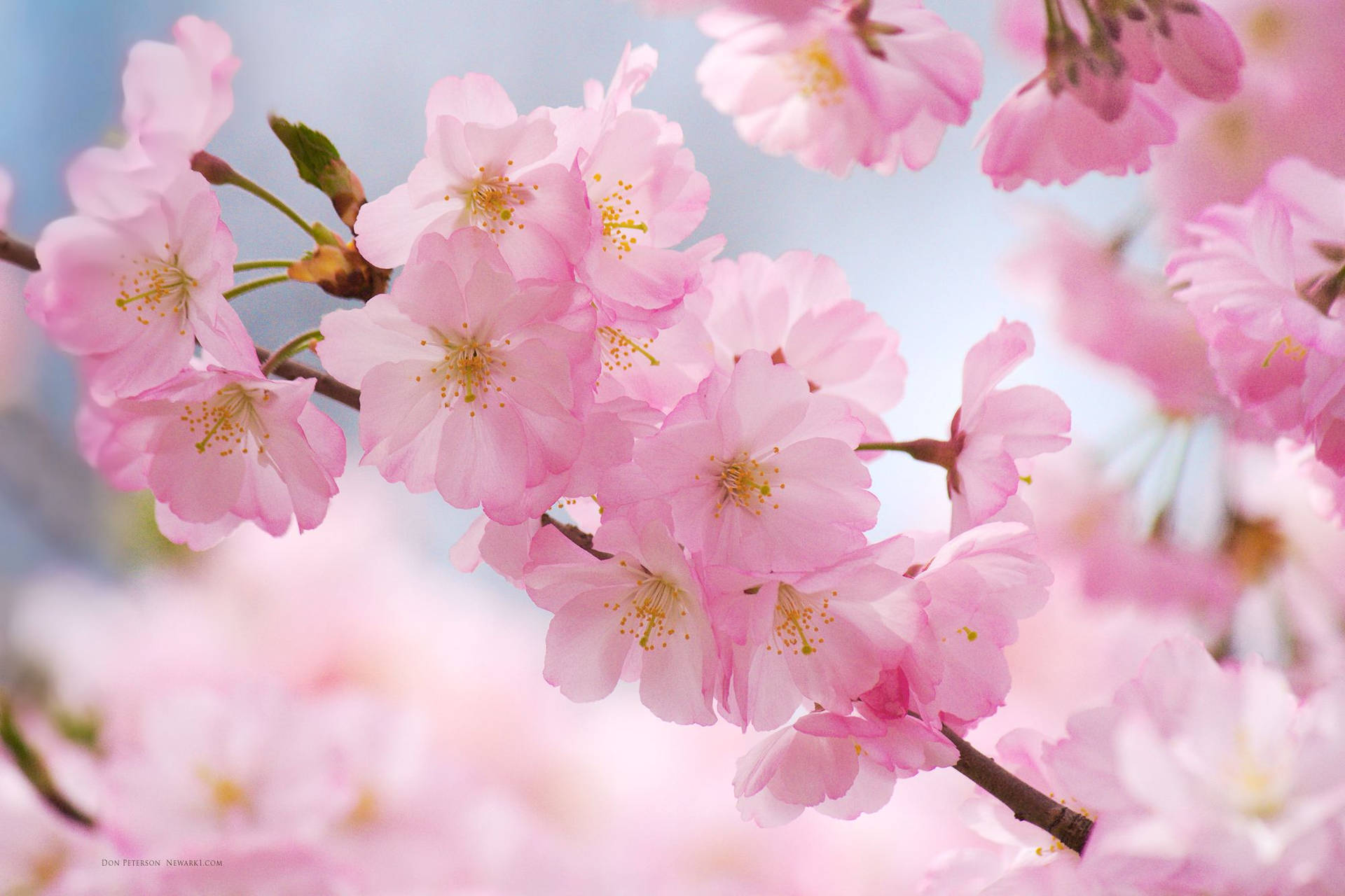 2000X1333 Cherry Blossom Wallpaper and Background
