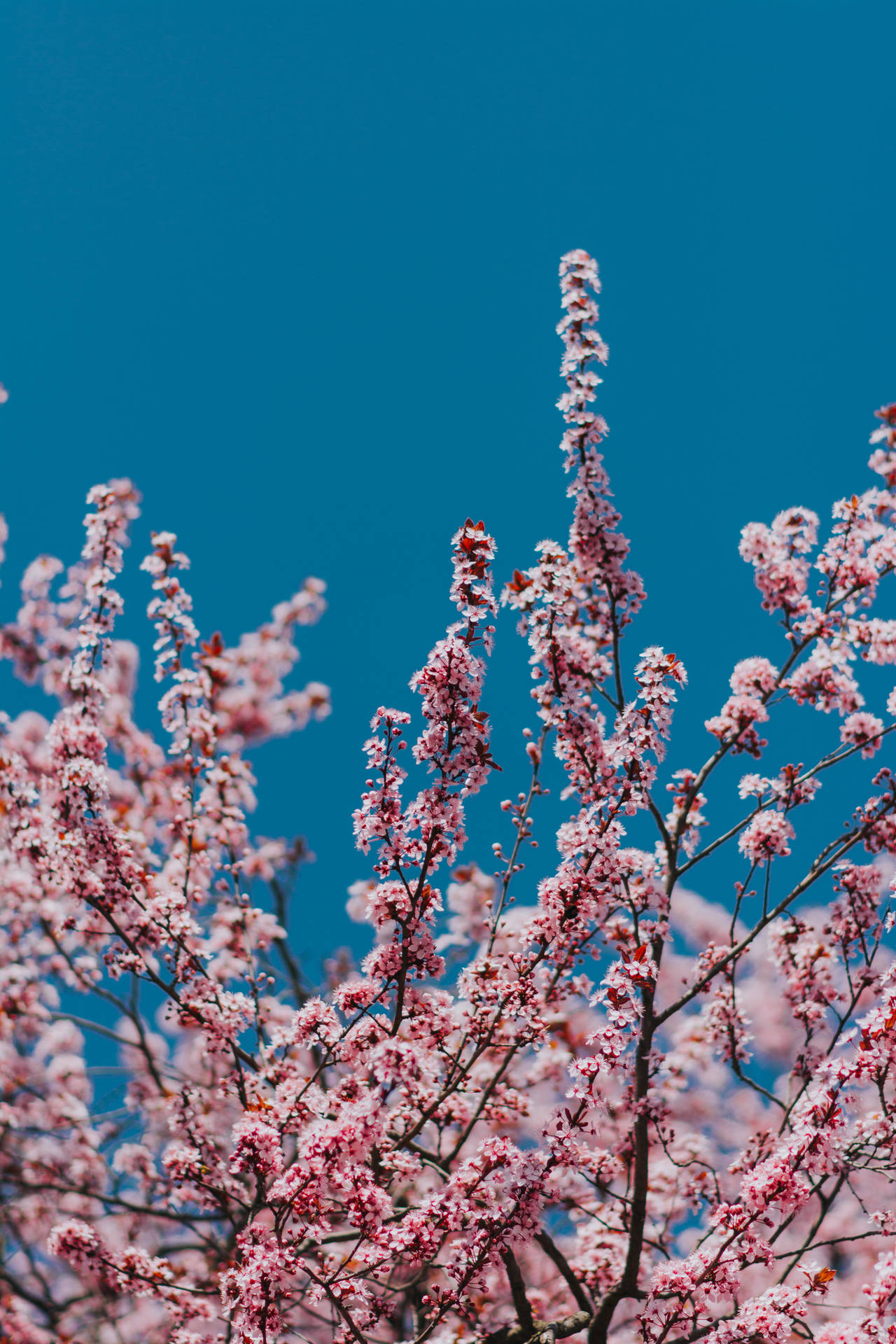 2000X3000 Cherry Blossom Wallpaper and Background