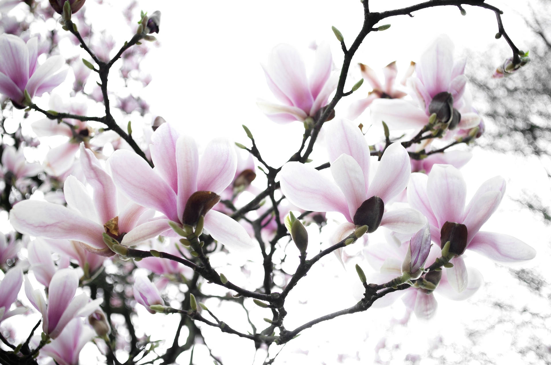 2048X1357 Cherry Blossom Wallpaper and Background