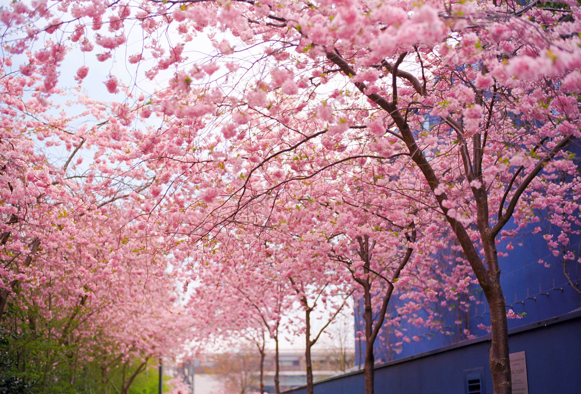 2048X1388 Cherry Blossom Wallpaper and Background