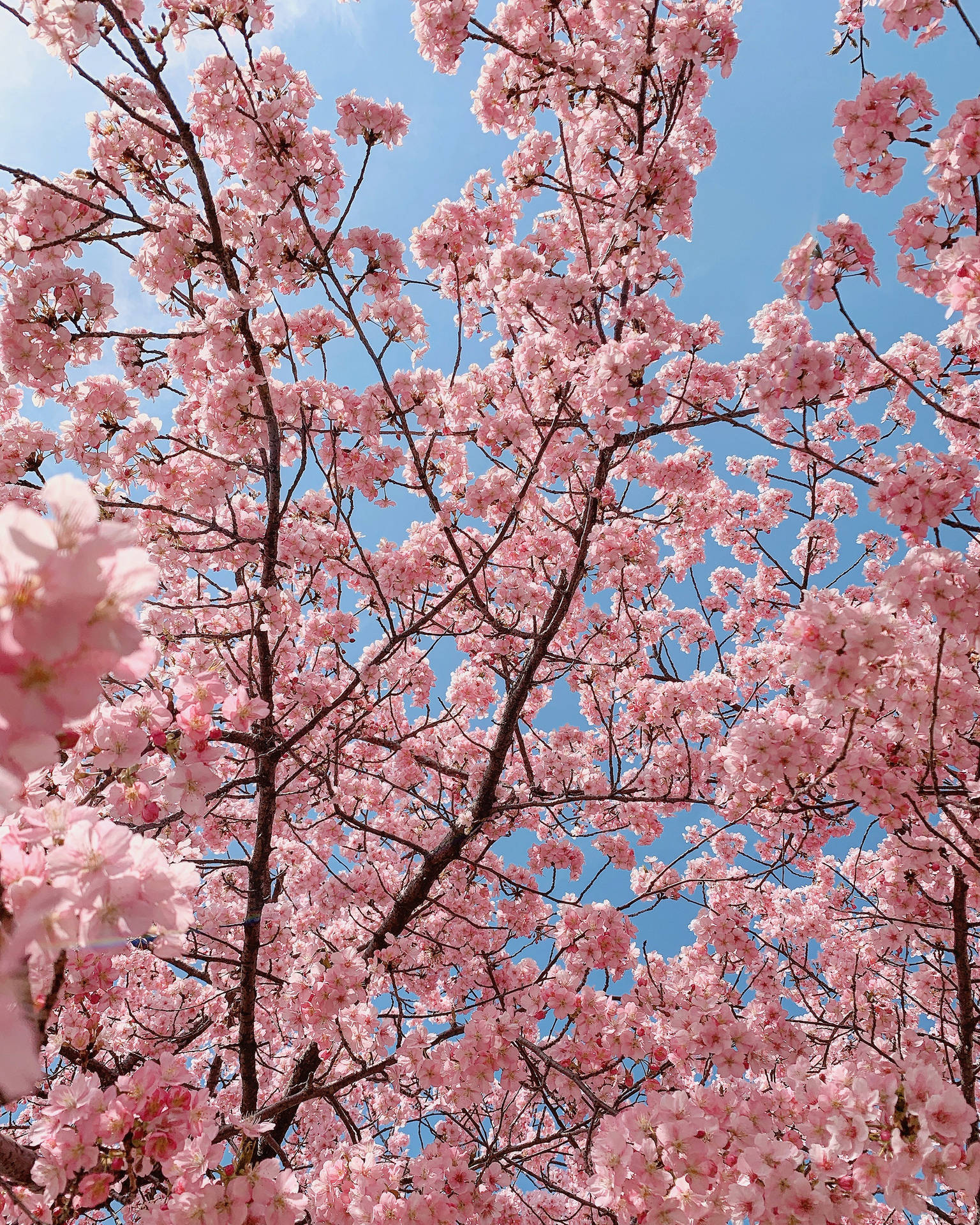 2160X2700 Cherry Blossom Wallpaper and Background