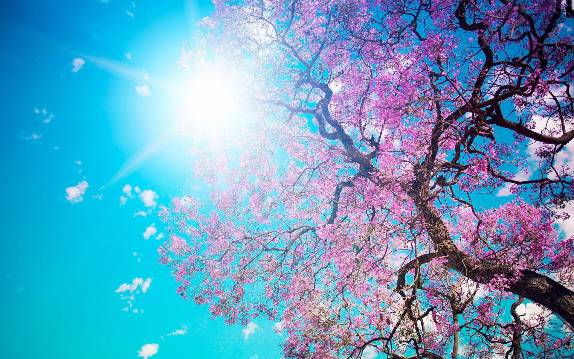 2560X1600 Cherry Blossom Wallpaper and Background